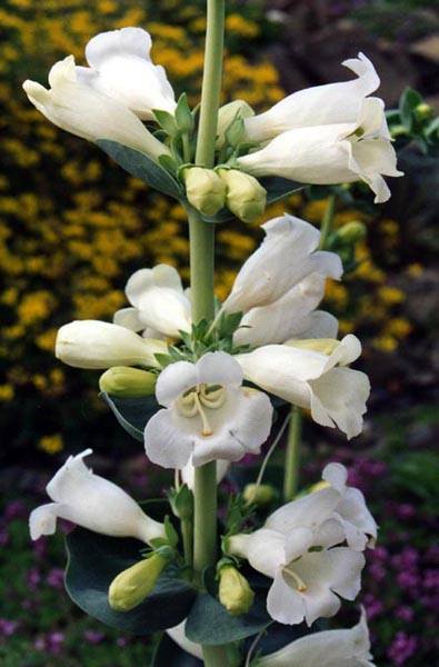Penstemon grandiflorus 'Prairie Snow' en fleurs dans une prairie sèche des grandes plaines américaines